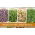 Semi per germogli - set speziato -  Eruca stiva, Lepidium sativum, Raphanus sativus, ,Brasica oleracea conv. Capitata var.rubra