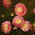 Princesa aster china 'Niusia' - 