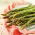 芦笋'玛丽华盛顿' -  Asparagus officinalis - 種子