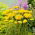 Duizendblad - Parker's - geel - Achillea millefolium