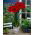 Amaryllissläktet - Red Lion - Hippeastrum