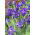 Kerti nőszirom - Batik - Iris germanica