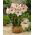 Hippeastrum Apple Blossom - βολβός / κόνδυλος / ρίζα