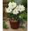 Hippeastrum – Amaryllis - Matterhorn