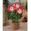 Amaryllissläktet - Minerva - Hippeastrum