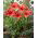 Hippeastrum - amaryllis - Orange souvereign