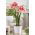 Hippeastrum - Amaryllis - Popov