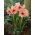 Hippeastrum - Rilona