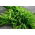Endro – Goliath -  Anethum graveolens - Goliat - sementes