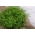 Dill 'Lukullus' - 100 g -  Anethum graveolens - hạt