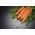 Carrot 'Afro' - medium late, recommended for storage