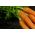 Gulerødder - Flakkese 2 -  Daucus carota - frø