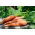 Wortel 'Kongo' - varietas menengah akhir dimaksudkan untuk diproses -  Daucus carota - Kongo - biji