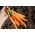 морковь Norton -  Daucus carota - Norton - семена