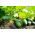 Cucumber - Prymus F1 - Medium Early, Perfect for Pickling - Fresh Seeds