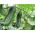 Salad cucumber  'Tomasz' - early variety for cultivation under covers