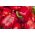 Paprika - Barbórka -  Capsicum annuum - Barbórka - magok