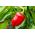 Paprika - Barbórka -  Capsicum annuum - Barbórka - magok