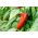 Ardei dulce "Mercedes" - varietate roșie, medie timpurie, cu conținut ridicat de vitamina C. -  Capsicum annuum - Mercedes - semințe