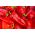 Sweet pepper 'Wika' - red variety recommended for cultivation in tunnels and on the field