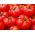Pomodoro - Jutrosz -  Lycopersicon esculentum - Jutrosz - semi
