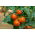 Dwarf field tomato 'Lolek' - extremely late, orange variety recommended for long-term storing