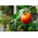 Dwarf field tomato 'Lolek' - extremely late, orange variety recommended for long-term storing