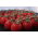 Tomate - Sokal -  Lycopersicon esculentum - graines