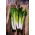 Leek 'Baca' - สายพันธุ์ที่หลากหลายและมีประสิทธิภาพ -  Allium porrum - Baca - เมล็ด
