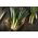 Leek 'Baca' - สายพันธุ์ที่หลากหลายและมีประสิทธิภาพ -  Allium porrum - Baca - เมล็ด