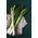 Leek 'Janosik' - terlambat, variasi musim dingin -  Allium porrum - Janosik - biji