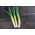 Leek 'Janosik' - terlambat, variasi musim dingin -  Allium porrum - Janosik - biji