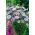 Asters - Ribbon Blue - blå -  Callistephus chinensis ‘Ribbon Blue' - frø