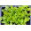 Lattuga - Bionda a Fogglia Liscia - Lactuca sativa - Bionda a Fogglia Liscia - semi
