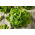 Hlávkový šalát „Modesta“ - na pestovanie pod krytom -  Lactuca sativa - Modesta - semená