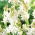 Tuberos - Polianthes - paket med 2 stycken - Polianthes tuberosa
