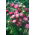 Aster - Ribbon Red - rood -  Callistephus chinensis 'Ribbon Red' - zaden