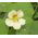 BIO Garden nasturtium - hỗn hợp màu đa dạng - hạt hữu cơ được chứng nhận; Cải xoong Ấn Độ, cải xoong tu sĩ -  Tropaeolum majus