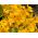 BIO Garden nasturtium - hỗn hợp màu đa dạng - hạt hữu cơ được chứng nhận; Cải xoong Ấn Độ, cải xoong tu sĩ -  Tropaeolum majus