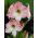 Hippeastrum Apple Blossom - βολβός / κόνδυλος / ρίζα