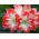 Amaryllissläktet - Minerva - Hippeastrum