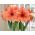 Hippeastrum - Rilona