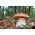 Sommer cep - frisk spawn (mycel) - større pakke - 