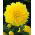 Dahlia Kelvin Floodlight