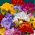 Freesia Double Mix - 10 bulbi