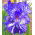 Kerti nőszirom - Batik - Iris germanica