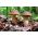 Grovstamme bolete, scaber stilk, birk bolete - frisk spawn (mycel) - større pakke - 