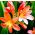 Crocosmia - mix - csomag 10 darab