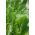 Oseille Commune - Rumex acetosa - Lyoński - 100 grammes - graines