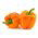 Sladký pomerančový pepř „Etude“ - 10 g -  Capsicum annuum - semena